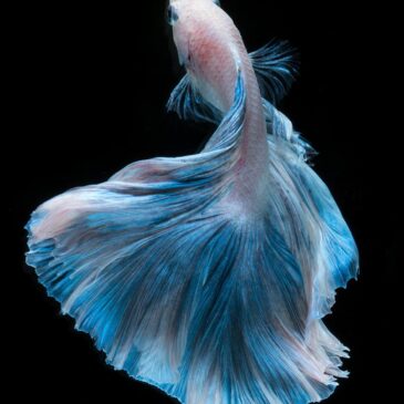 Pintura artística de peces