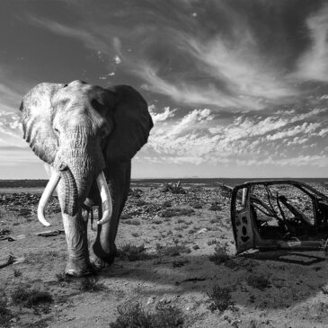 Black and white wall art of elephant