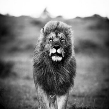 Plexiglas painting: Lion comes to life