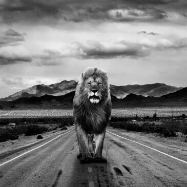 Décor mural noir et blanc de lion puissant