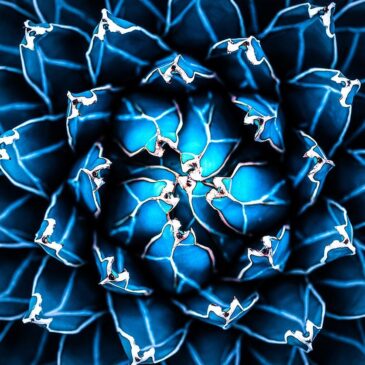 The Agave Cactus adorns Art on Plexiglas