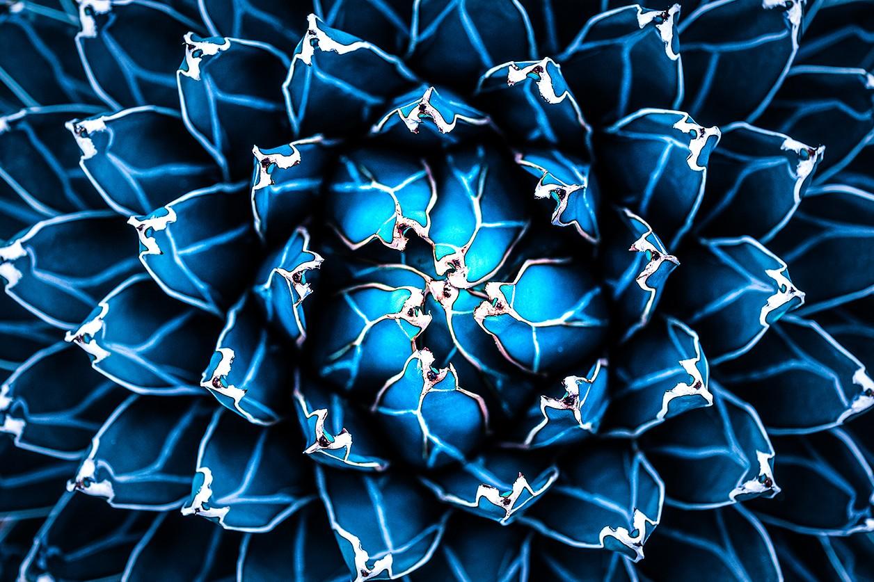 De agave cactus siert art op plexiglas
