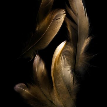 Feather art op akoestisch doek of plexiglas