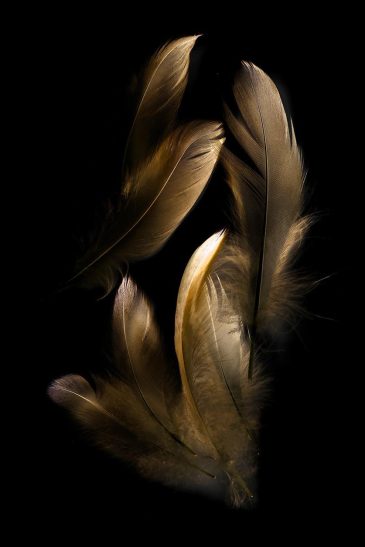 Feathers wall art
