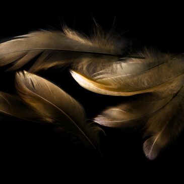 Feathers wall art