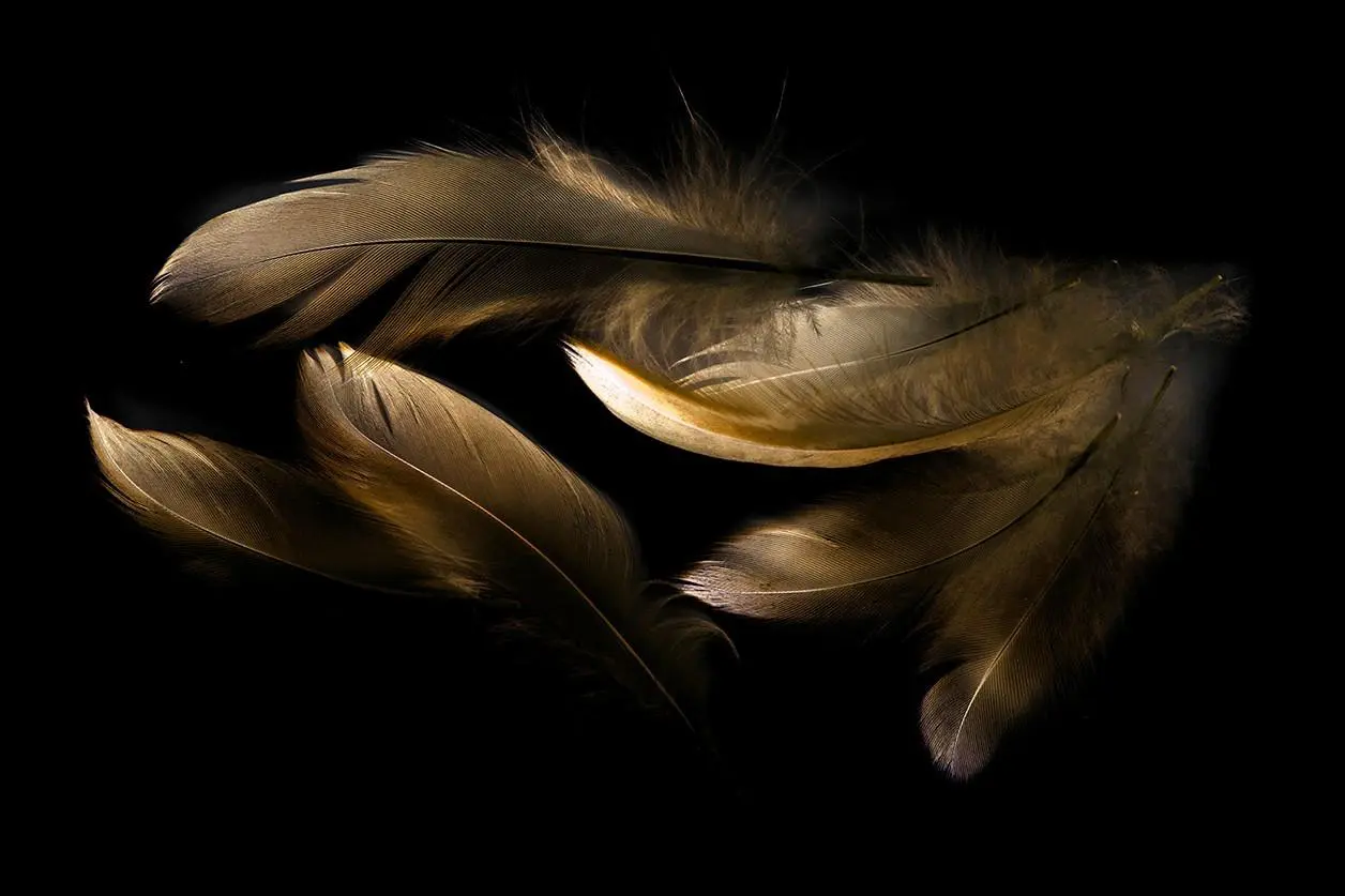 Feathers Wall Art