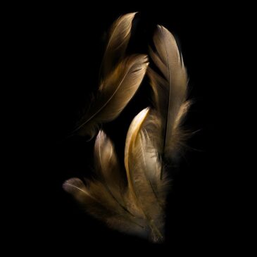 Feather art op akoestisch doek of plexiglas