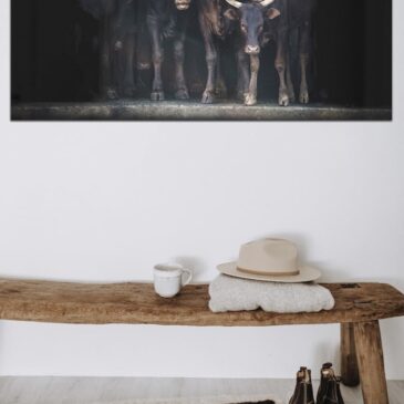 Fotografía artística de vacas sobre lienzo acústico y plexiglás.