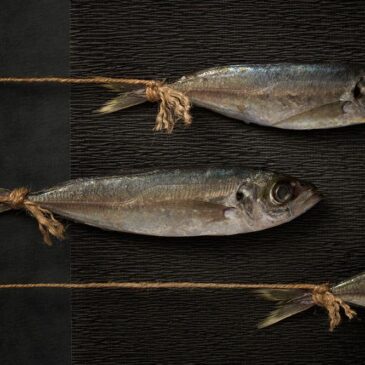 food fotografie van vissen