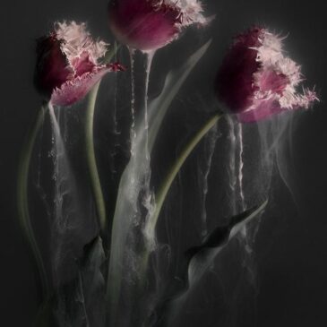 Art on Plexiglas: Pink Tulips