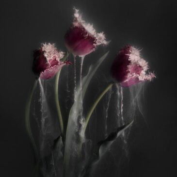 Wall art van flowers: roze tulpen