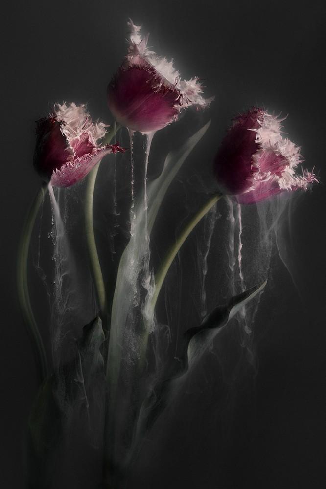 Art on Plexiglas: Pink Tulips