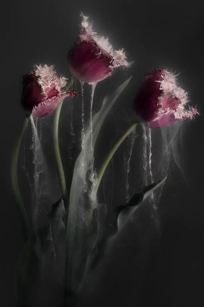 Art mural des fleurs: tulipes roses