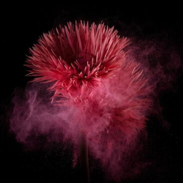 Art photography on Plexiglas with flowers under water