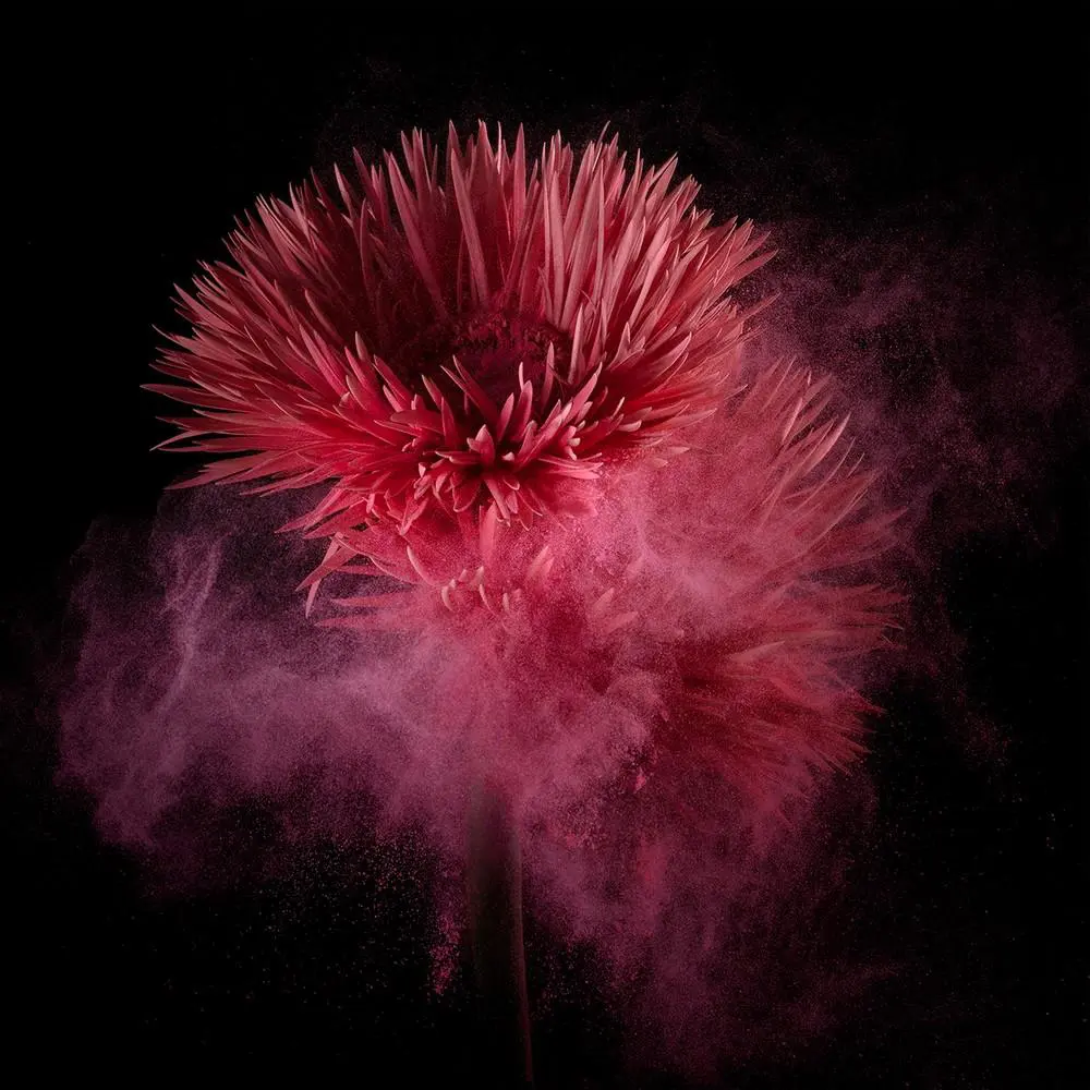 Fotografía artística sobre plexiglás con flores bajo el agua