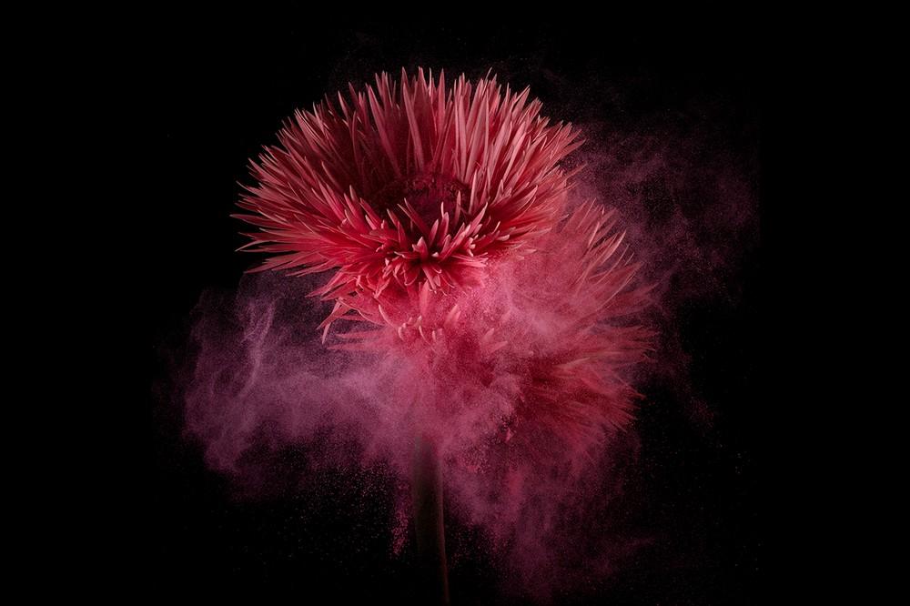 Fotografía artística sobre plexiglás con flores bajo el agua