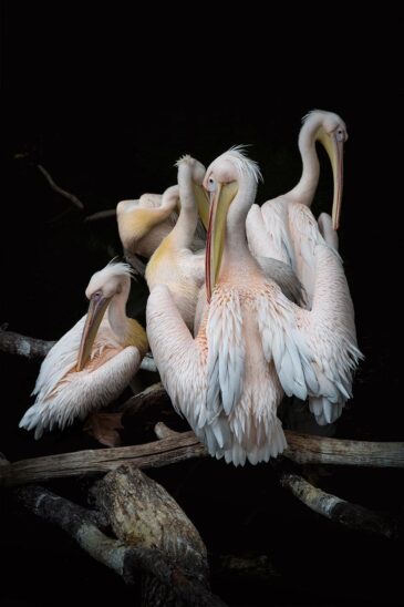 Pink pelicans