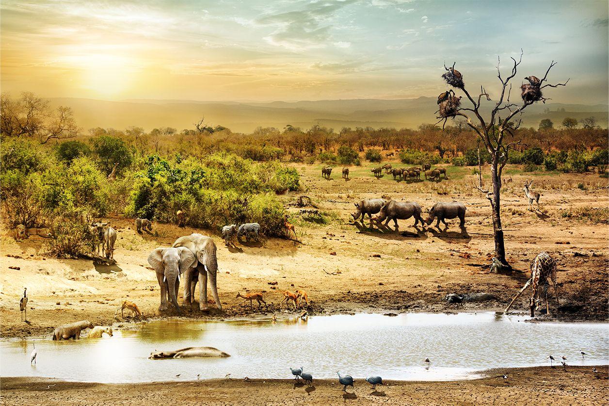 Muurkunst van Afrikaanse Savanne met wilde dieren