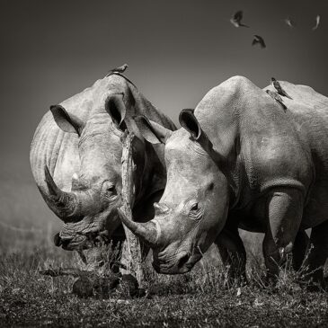 Schilderij met wilde dieren van neushoorns
