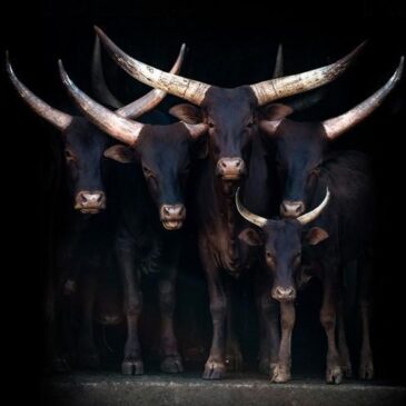 Fotografía artística de vacas sobre lienzo acústico y plexiglás.