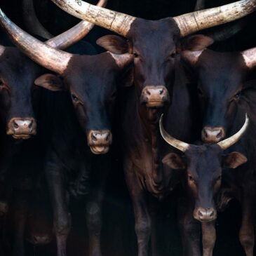 Luxe fotokunst van koeien