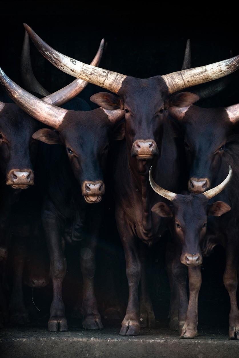 ankole watusi II