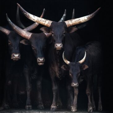 Luxe fotokunst van koeien