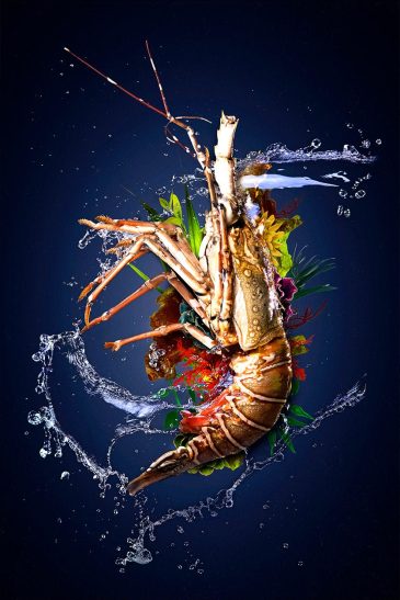 Sea life wall art van kreeft
