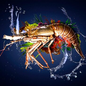 Sea life wall art van kreeft