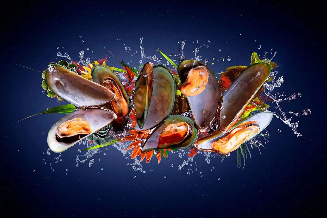 Sealife wall art mussels