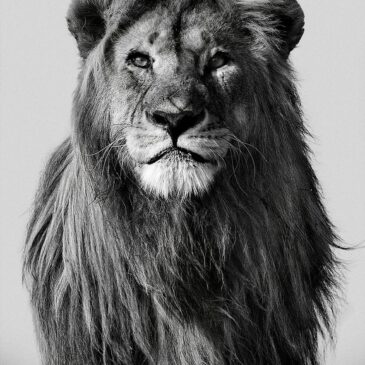 Zwart wit fotokunst dieren