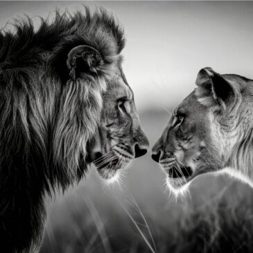 Leones de arte de pared de plexiglás en blanco y negro