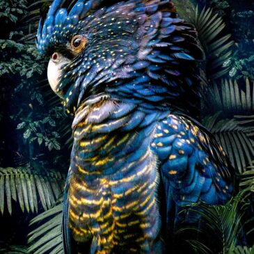 Collection d'oiseaux