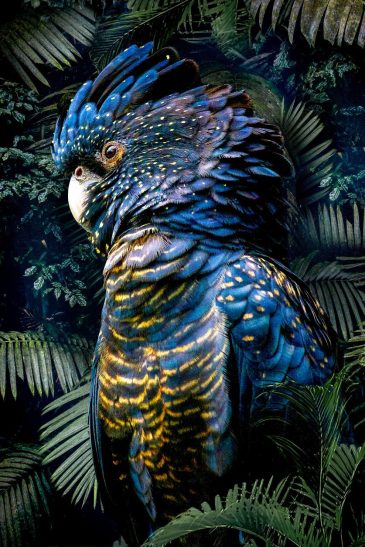 bird collection I