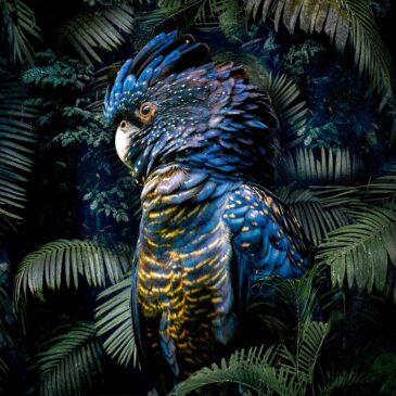 Place de la collection d'oiseaux