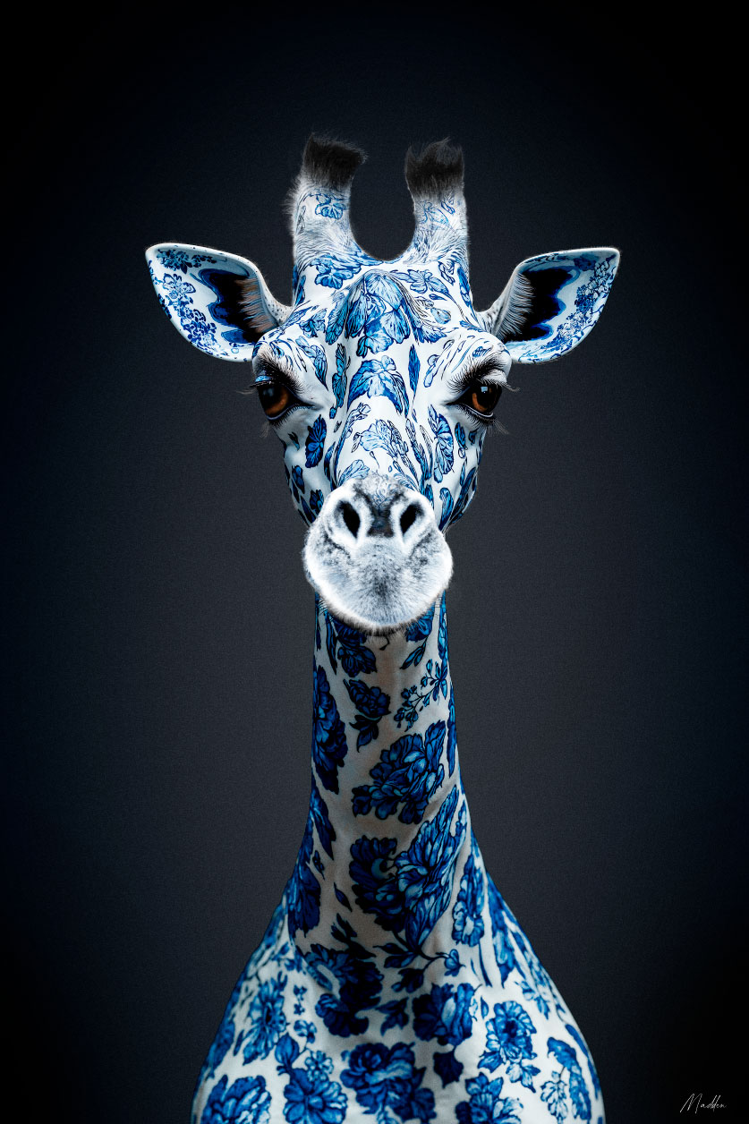 Photo art of giraffe, Dutch Giraffe