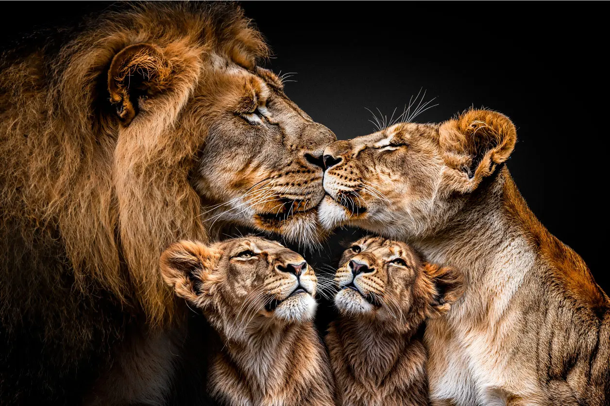 Muurkunst van leeuwen familie