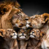 Leeuwenfamilie met 3 welpen