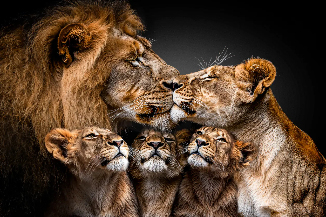 Leeuwenfamilie met 3 welpen