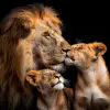lion family - Afbeelding 5