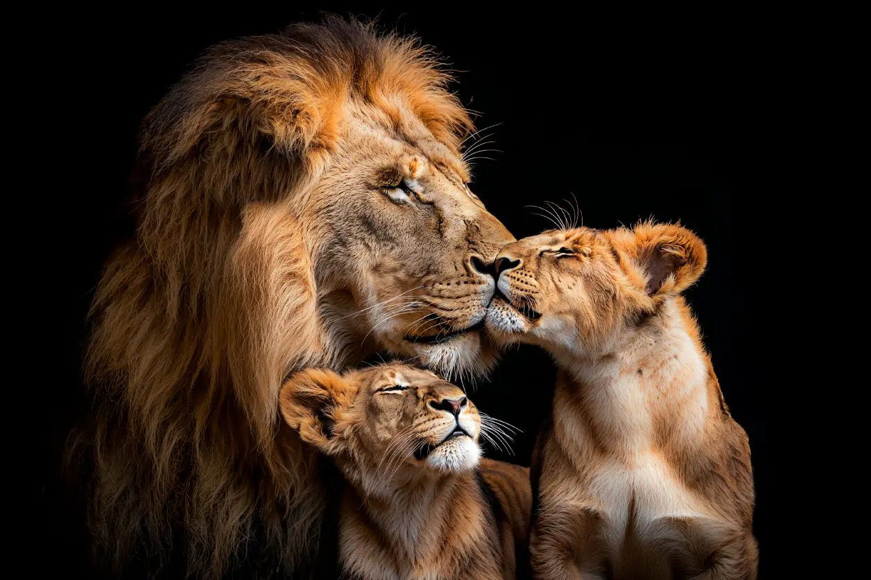 lion family - Afbeelding 5