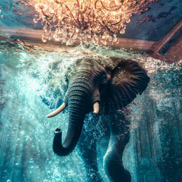 Photo artistique Art d&#39;un éléphant de natation
