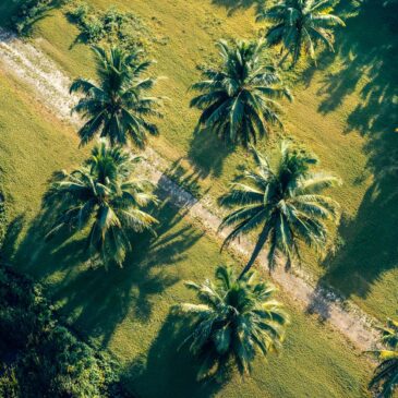 Muurdecoratie van palmbomen