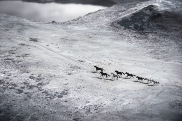 Zwart wit fotokunst van wilde paarden op de prairie