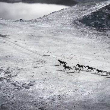 Zwart wit fotokunst van wilde paarden op de prairie