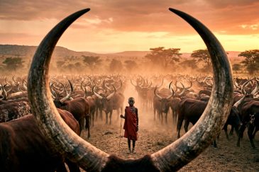 Ankole Savannah schilderij met olifant in Afrikaanse savanne bij zonsondergang warme aardetinten