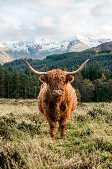 Cow II schilderij met Schotse hooglander in berglandschap natuurlijke wanddecoratie