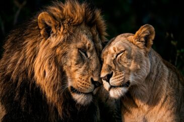 Lions Couple III leeuwen koppel schilderij zwart wit dierenportret met liefdevolle uitstraling