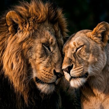 Pareja de leones III