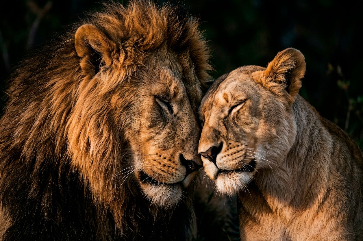 Pareja de leones III